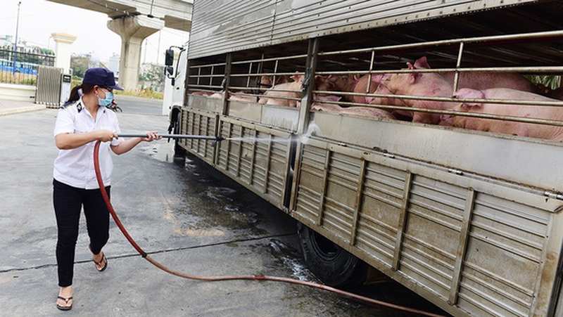  Những dấu hiệu lợn nhiễm dịch tả heo châu Phi 