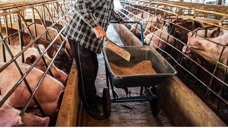 virus-gay-dich-ta-lon-song-o-nhiet-do-bao-nhieu 3