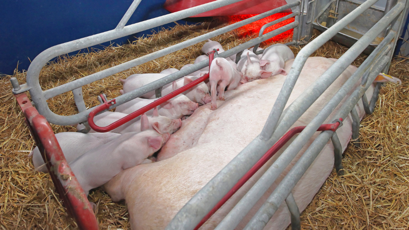 virus-gay-dich-ta-lon-song-o-nhiet-do-bao-nhieu 4