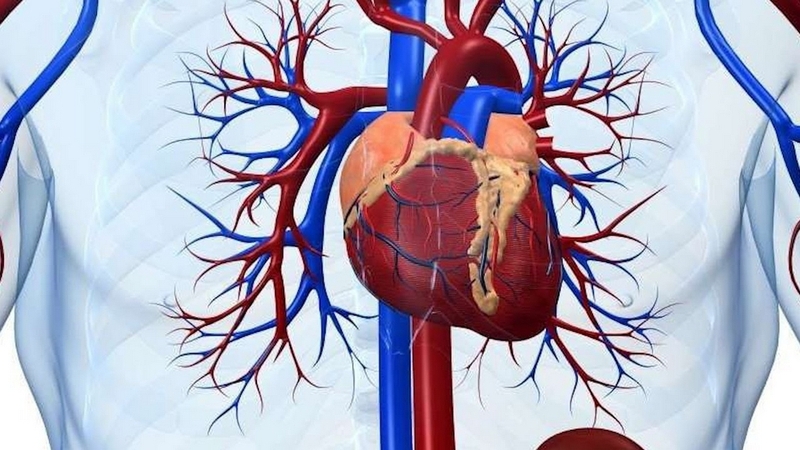 Virus gây viêm cơ tim là gì? Tình trạng viêm cơ tim ở trẻ em liệu có nguy hiểm không? 1