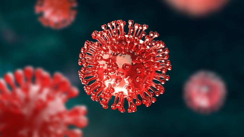 Virus Hanta chủ yếu lây sang người qua tiếp xúc với chất thải của chuột mang mầm bệnh