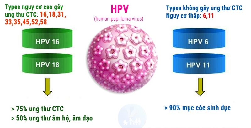 Virus HPV type 11 có nguy hiểm không? 1