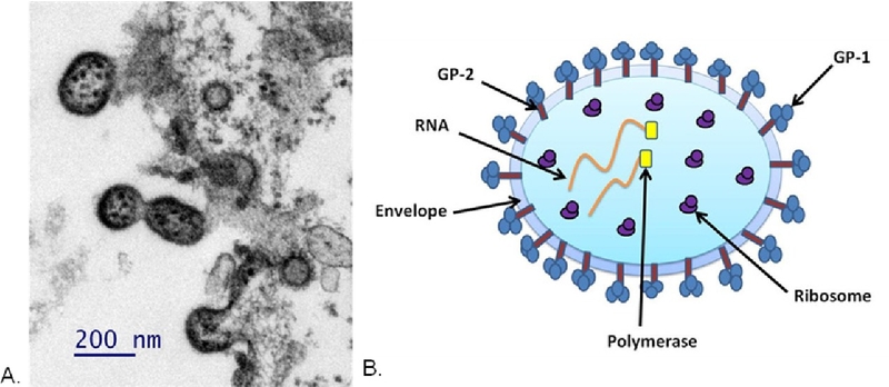 Virus Junin là gì? Đặc điểm cấu tạo của virus Junin 4
