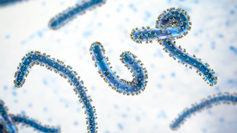Virus Marburg là một loại virus RNA sợi đơn thuộc họ Filoviridae, cùng nhóm với virus Ebola