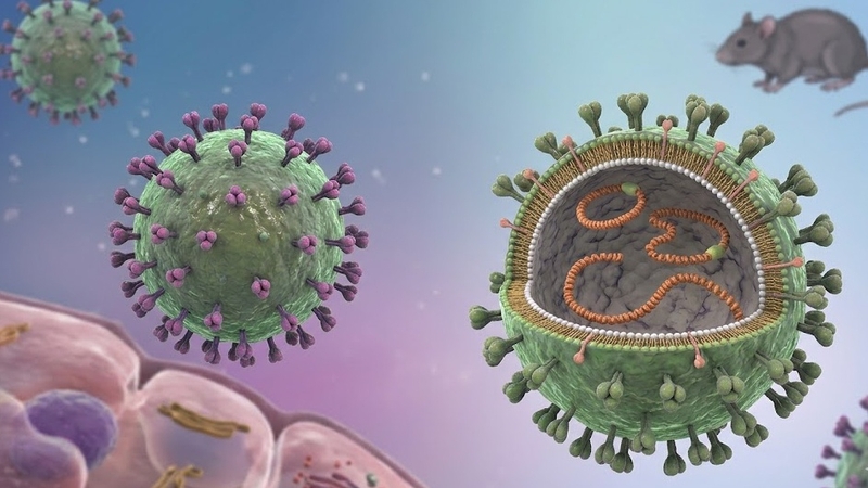 Hantavirus lây nhiễm từ động vật gặm nhấm