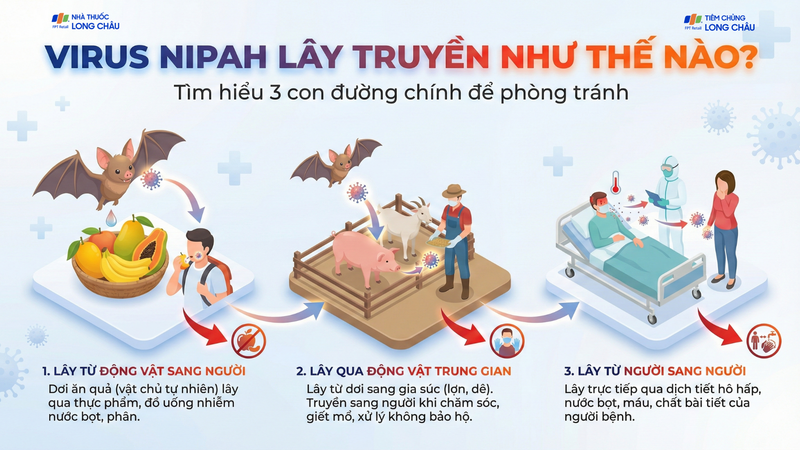 Virus Nipah Ấn Độ lây đường nào?