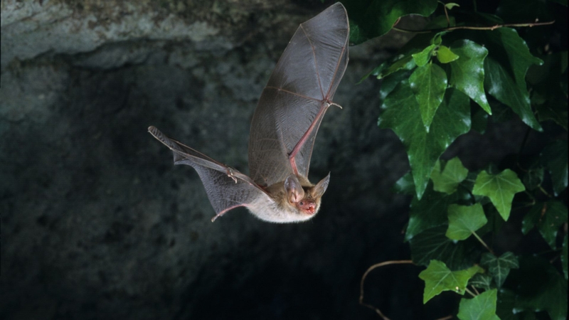 Dơi ăn quả là vật chủ tự nhiên quan trọng nhất