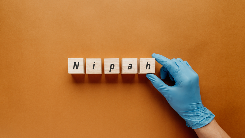 Virus Nipah được WHO xếp vào nhóm mầm bệnh ưu tiên, dù chưa gây đại dịch như COVID-19