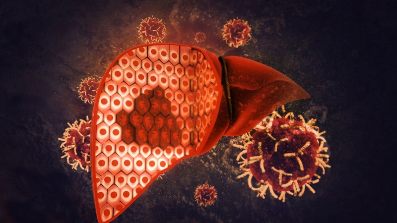 Virus viêm gan A: Đặc điểm, cơ chế lây lan và phòng ngừa 3