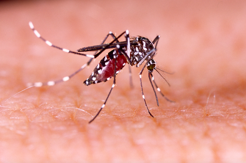 Virus Zika nguy hiểm như thế nào và cách phòng tránh virus zika 3