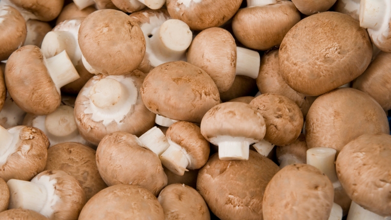 Nấm mỡ là một trong những đáp án cho câu hỏi vitamin B2 có trong thực phẩm nào?