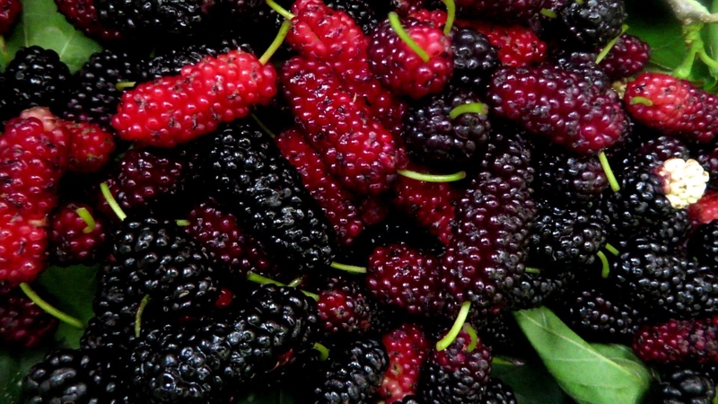 Thống kê hàm lượng các vitamin có trong trái cây thông dụng 2