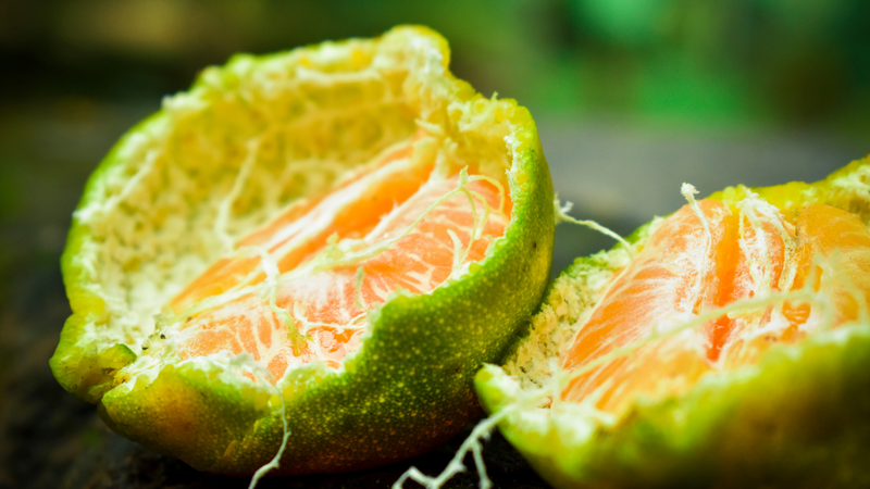 vo-cam-vo-quyt-co-tac-dung-gi-doi-voi-suc-khoe-nhung-dieu-can-luu-y-khi-su-dung-vo-cam-vo-quyt 1.png