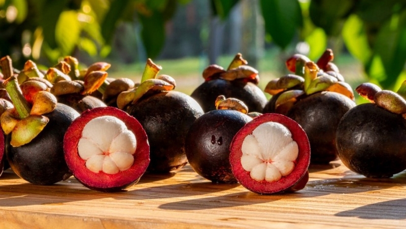 Vỏ măng cụt chữa tiêu chảy có thực sự an toàn và hiệu quả hay không? 1
