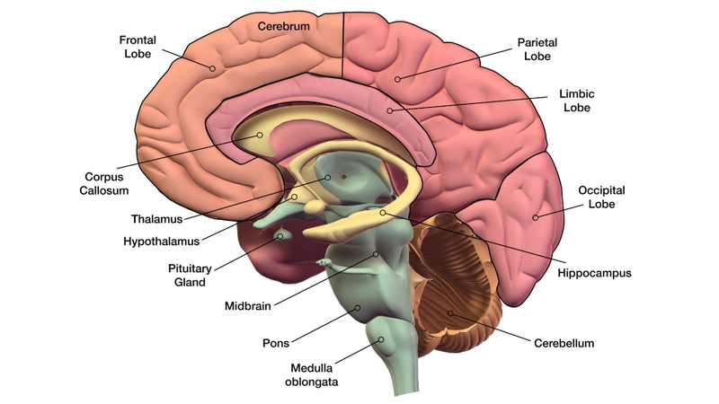 Trong hệ thần kinh trung ương, vỏ não giữ vị trí cao nhất về chức năng