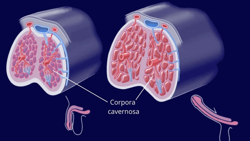 vo-vat-hang-la-gi-nhung-dieu-can-luu-y-de-dam-bao-suc-khoe-sinh-san-nam-gioi 1