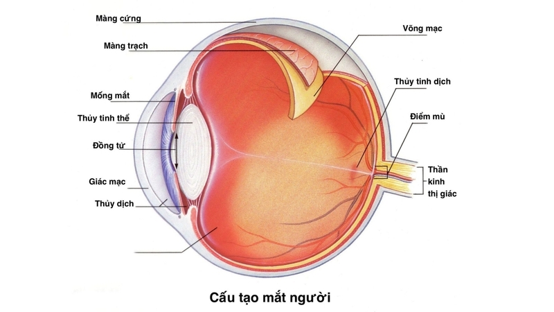 Võng mạc mỏng nhất ở đâu? Cách bảo vệ võng mạc mắt 1