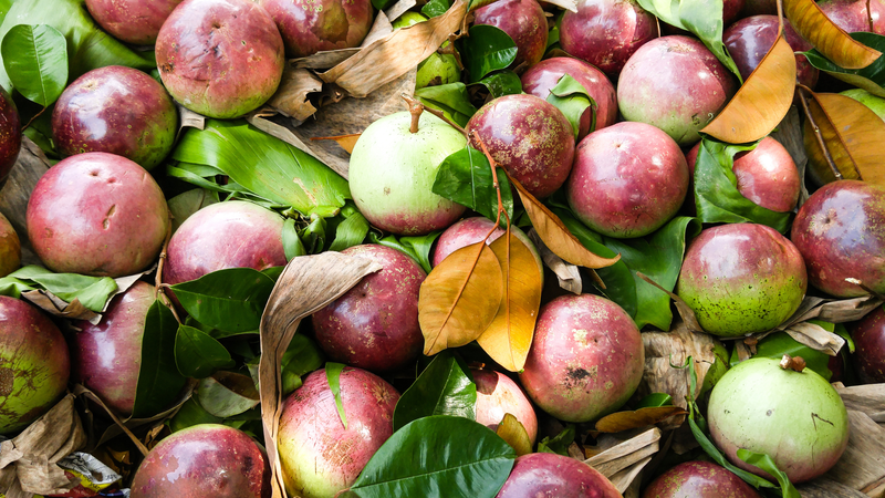 Vú sữa bao nhiêu calo bạn đã biết hay chưa?3