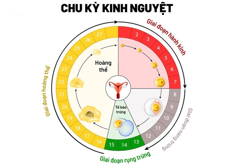 vua-het-kinh-7-ngay-quan-he-co-bau-khong 1.jpg