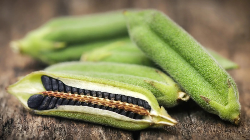 Vừng đen - Loại hạt giàu canxi gấp 8 lần sữa 2