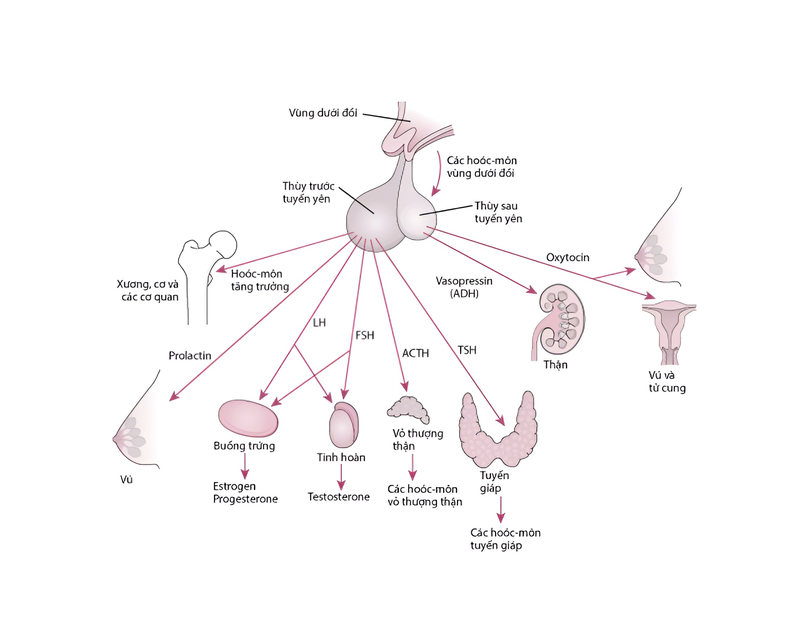 Vùng dưới đồi là gì? Vai trò của vùng dưới đồi trong hệ thống nội tiết bạn nên biết 2