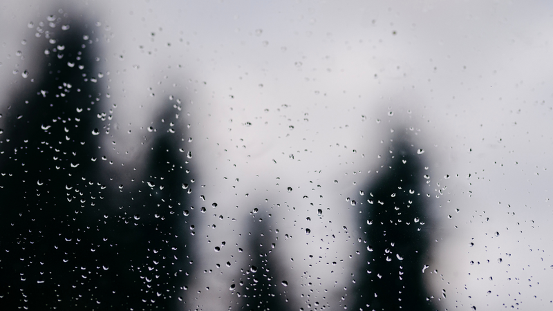 Whitmore có xu hướng tăng vào mùa mưa