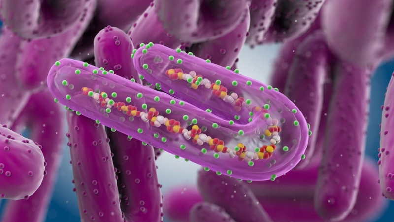 WHO cảnh báo về dịch bệnh truyền nhiễm do virus virus Marburg - Hình 2