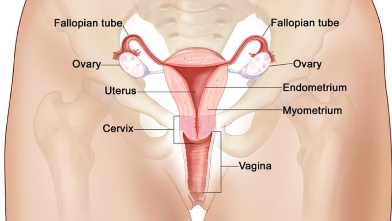 womb-la-gi-dac-diem-cau-tao-va-chuc-nang-cua-womb 1.png