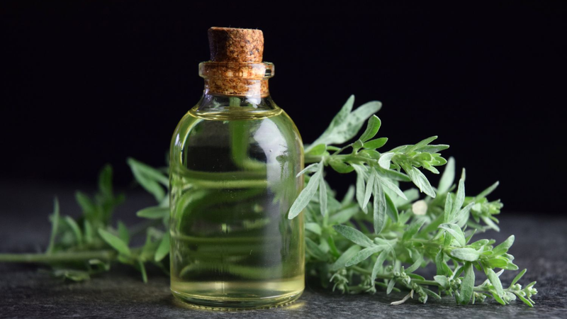 Cây Ngải đắng (Wormwood): Thảo dược với hiệu quả diệt giun sán 4