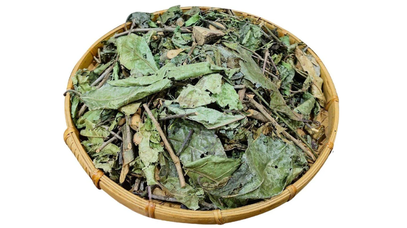 Xạ đen: Dược liệu sử dụng trong nhiều bài thuốc Đông y2