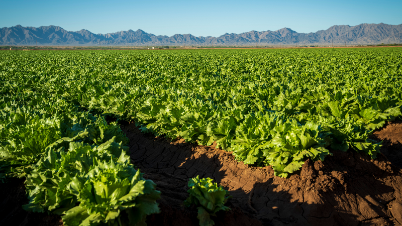 xa-lach-carol-la-gi-loi-ich-suc-khoe-va-cach-che-bien-xa-lach-carol 1