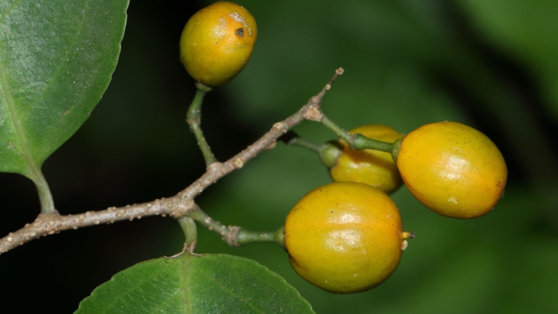 Cây xạ vàng: Loại cây quen thuộc có nhiều tác dụng chữa bệnh 1