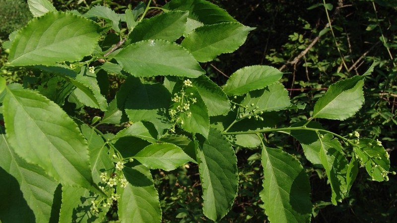 Cây xạ vàng: Loại cây quen thuộc có nhiều tác dụng chữa bệnh 2