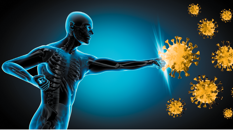 Cây xạ vàng: Loại cây quen thuộc có nhiều tác dụng chữa bệnh 5