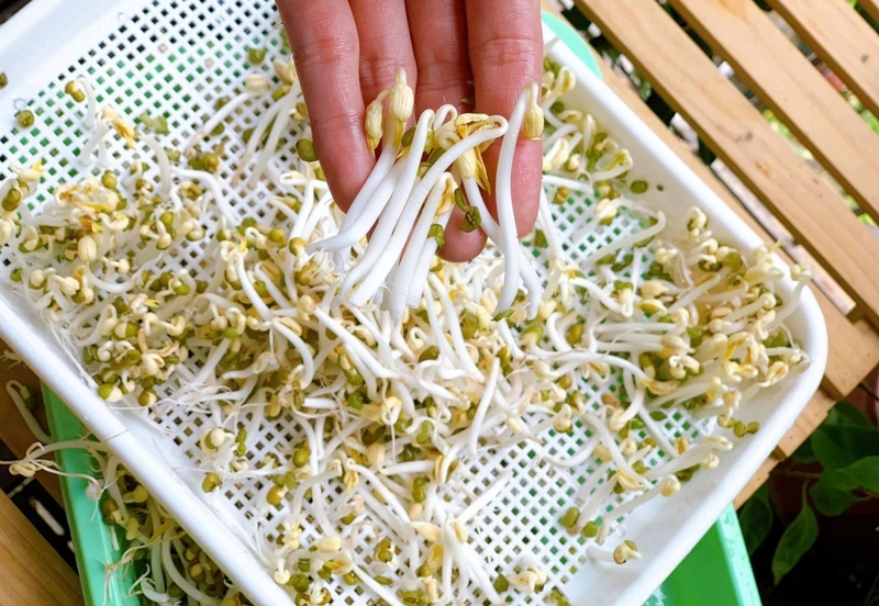 xăm môi có ăn được giá đỗ không 4