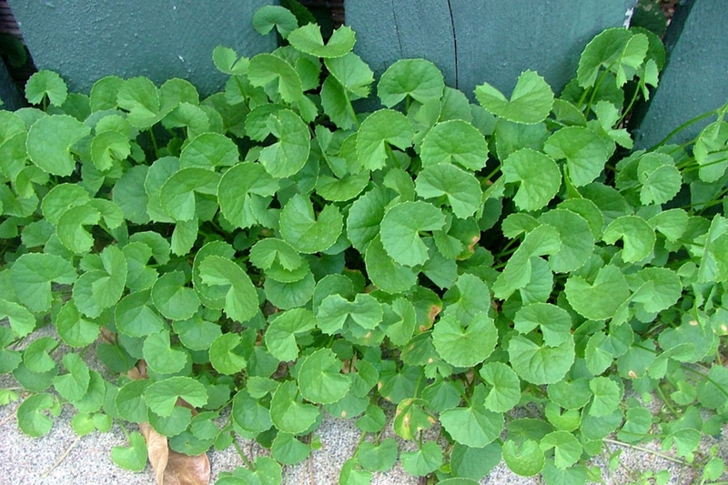 xăm môi có ăn được thịt thỏ không 3