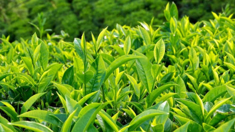 xăm môi có uống được nước chè xanh không 1