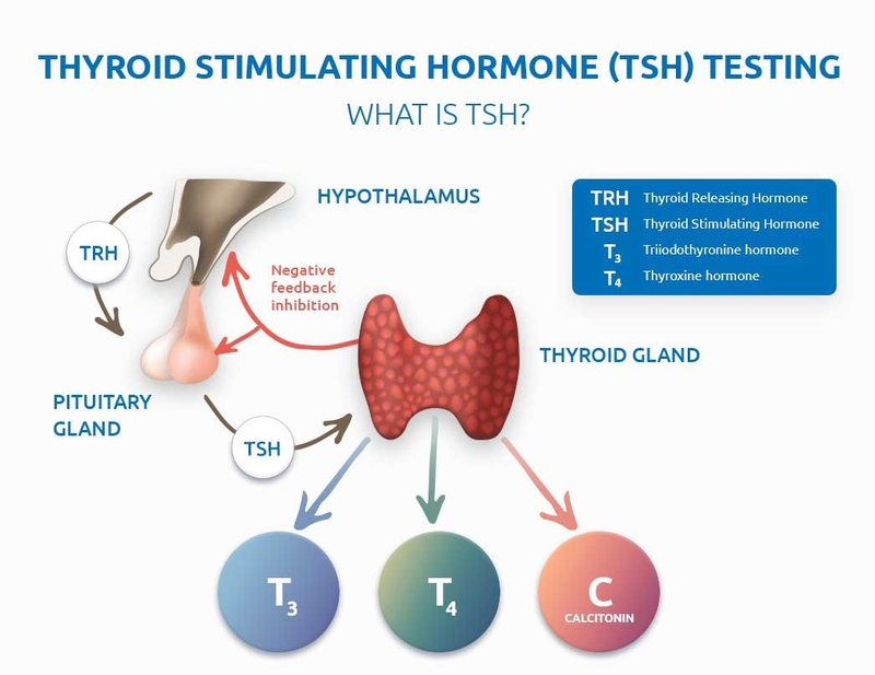 xét nghiệm tsh là gì