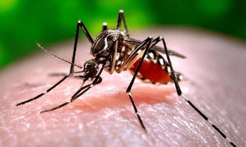 Xét nghiệm Dengue NS1 chẩn đoán bệnh lý gì và có ý nghĩa như thế nào? 2