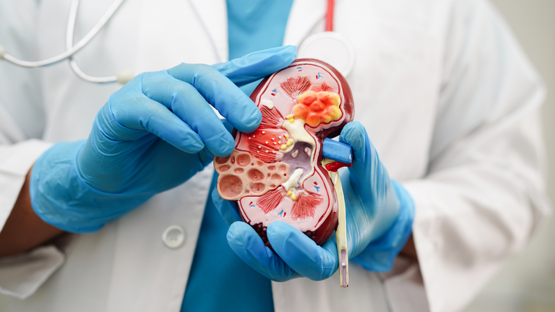 Xét nghiệm eGFR là gì? Công thức tính chỉ số eGFR không phải ai cũng biết 1