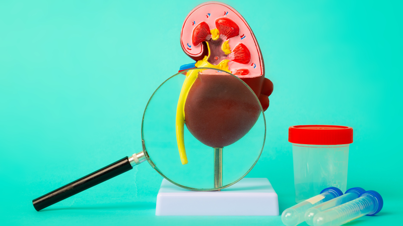 Xét nghiệm eGFR là gì? Công thức tính chỉ số eGFR không phải ai cũng biết 4