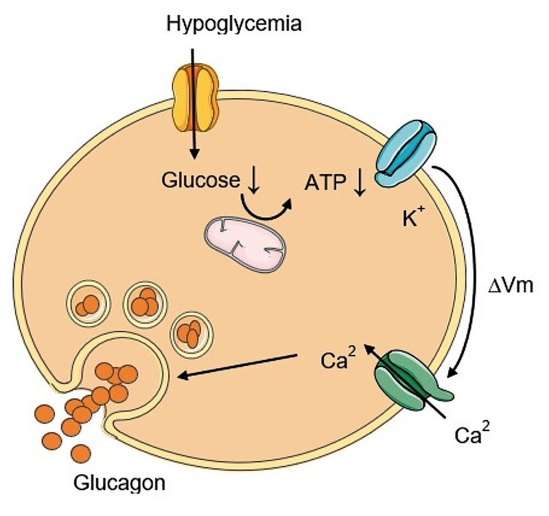 Xét nghiệm glucagon là gì? Khi nào cần thực hiện xét nghiệm?