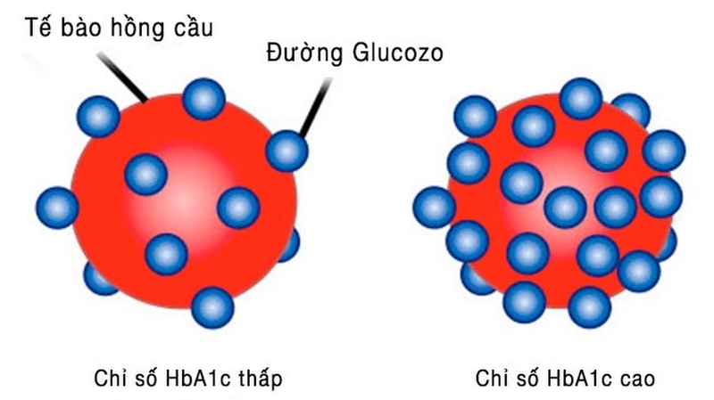 Xét Nghiệm HbA1c: Những điều cần biết để giám sát bệnh đái tháo đường hiệu quả 3