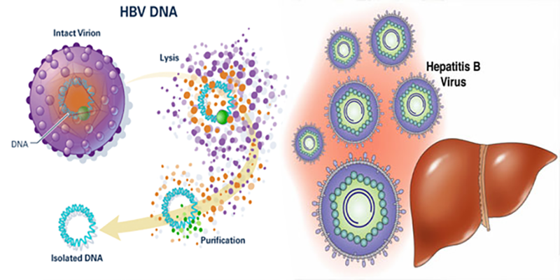 Xét nghiệm HBV xác định máu có chứa virus viêm gan B hay không