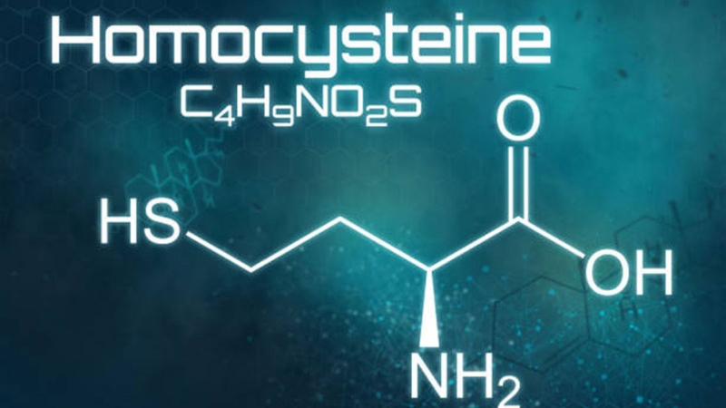 Homocysteine là axit amin chứa lưu huỳnh có vai trò trong chuyển hoá protein