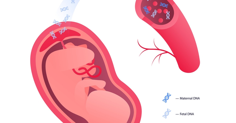 Xét nghiệm huyết thống thai nhi là gì? Quy trình xét nghiệm như thế nào? 3