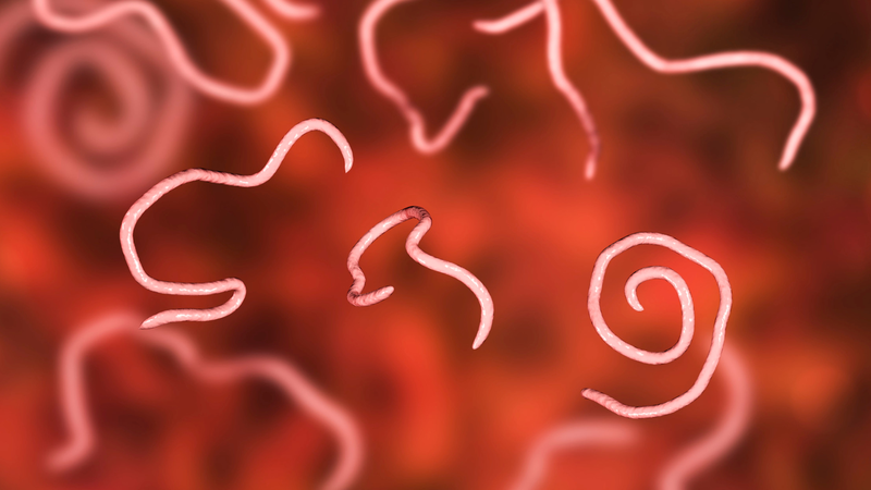 Xét nghiệm ký sinh trùng bao lâu có kết quả? Và những điều bạn cần biết về bệnh 1