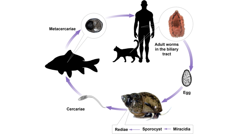 Xét nghiệm sán lá gan và những điều bạn cần biết 1