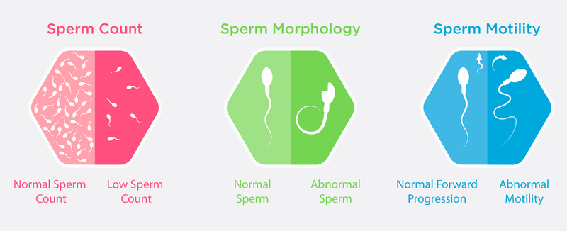 Xét nghiệm tinh dịch đồ bao nhiêu tiền? Bao lâu có kết quả? 3