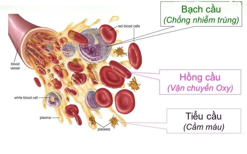 Xét nghiệm tổng phân tích tế bào máu để làm gì? 3